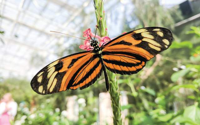 One of the over 60 species of butterflies at Butterfly Wonderland