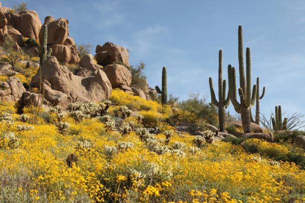 Sonoran Desert