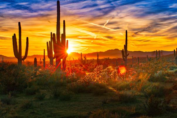 Saguaros at Sunset in Sonoran Desert near Phoenix