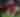 Arizona Cardinals