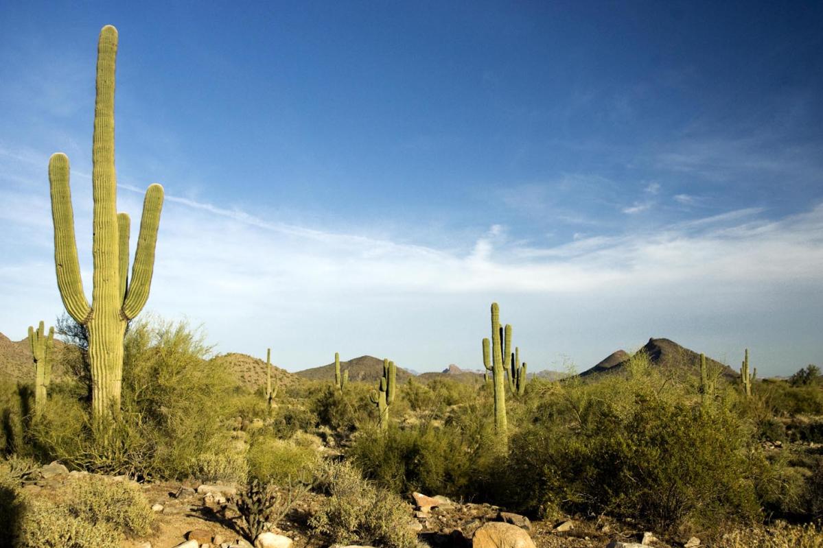 McDowell Mountain Regional Park